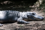 Australia Zoo