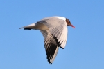 WEB-6050.jpg