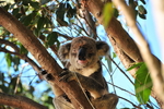 Noosa Heads