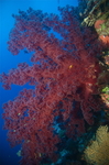 DSC_0062_2.jpg