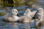 WEB-2242