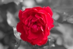 WEB-2912