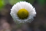 WEB-2922