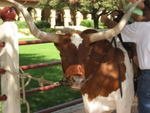 Dallas010